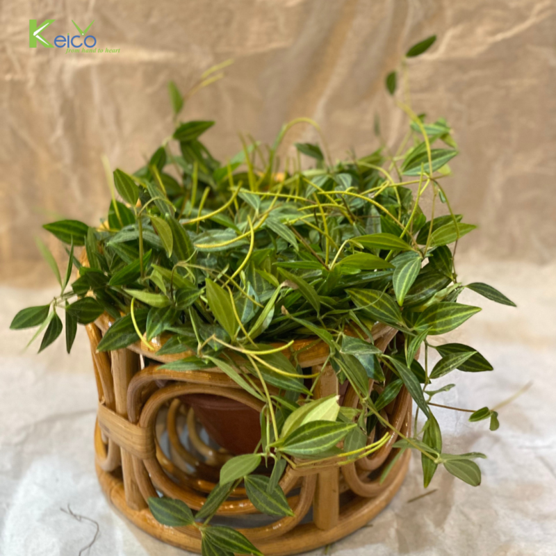 Vietnam rattan and bamboo factory – rattan pendant light and rattan furniture